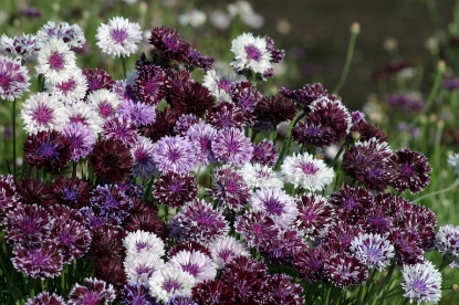 Picture of Cornflower Ball Strain - Classic Magic